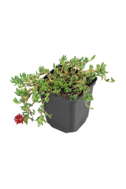 Делосперма Санделла Ред саджанець Р9